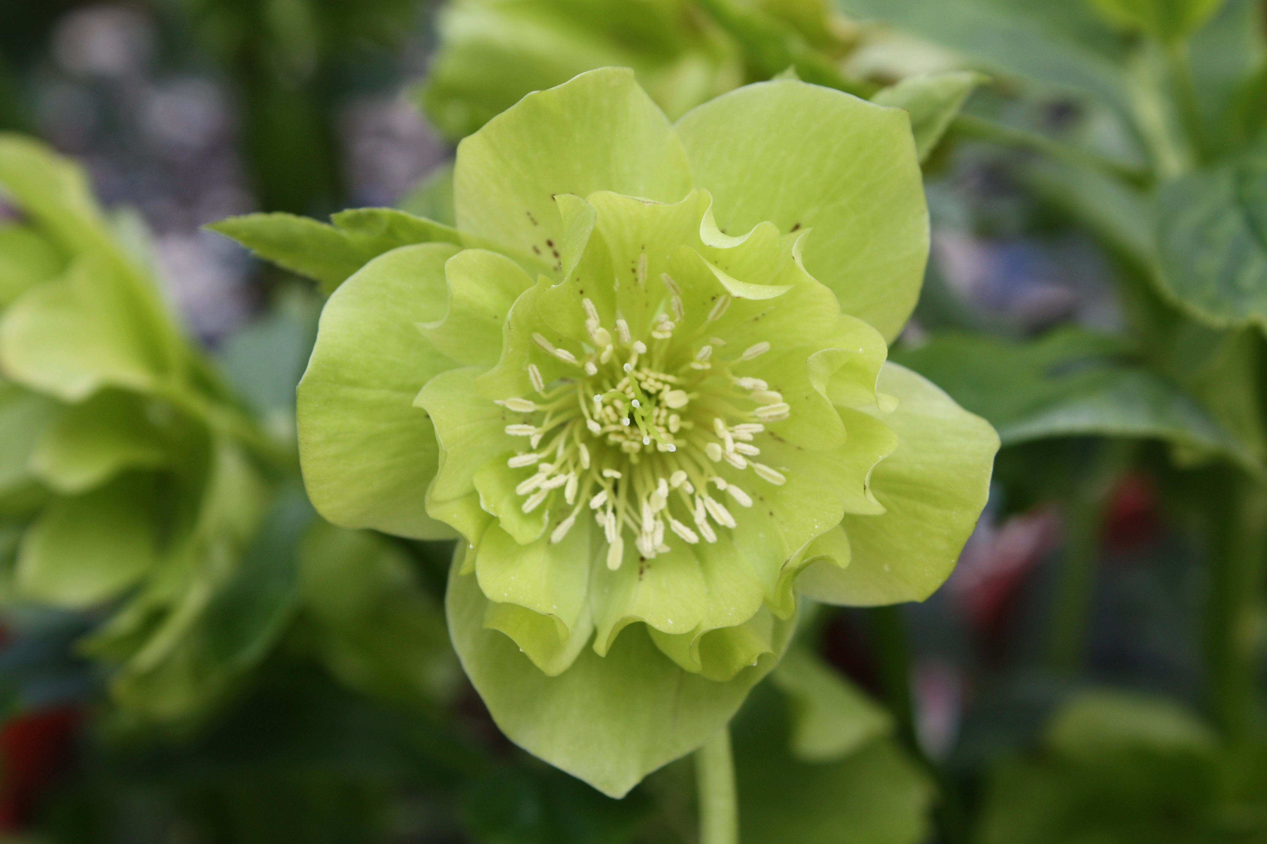 Helleborus orientalis 'Double Ellen Green'